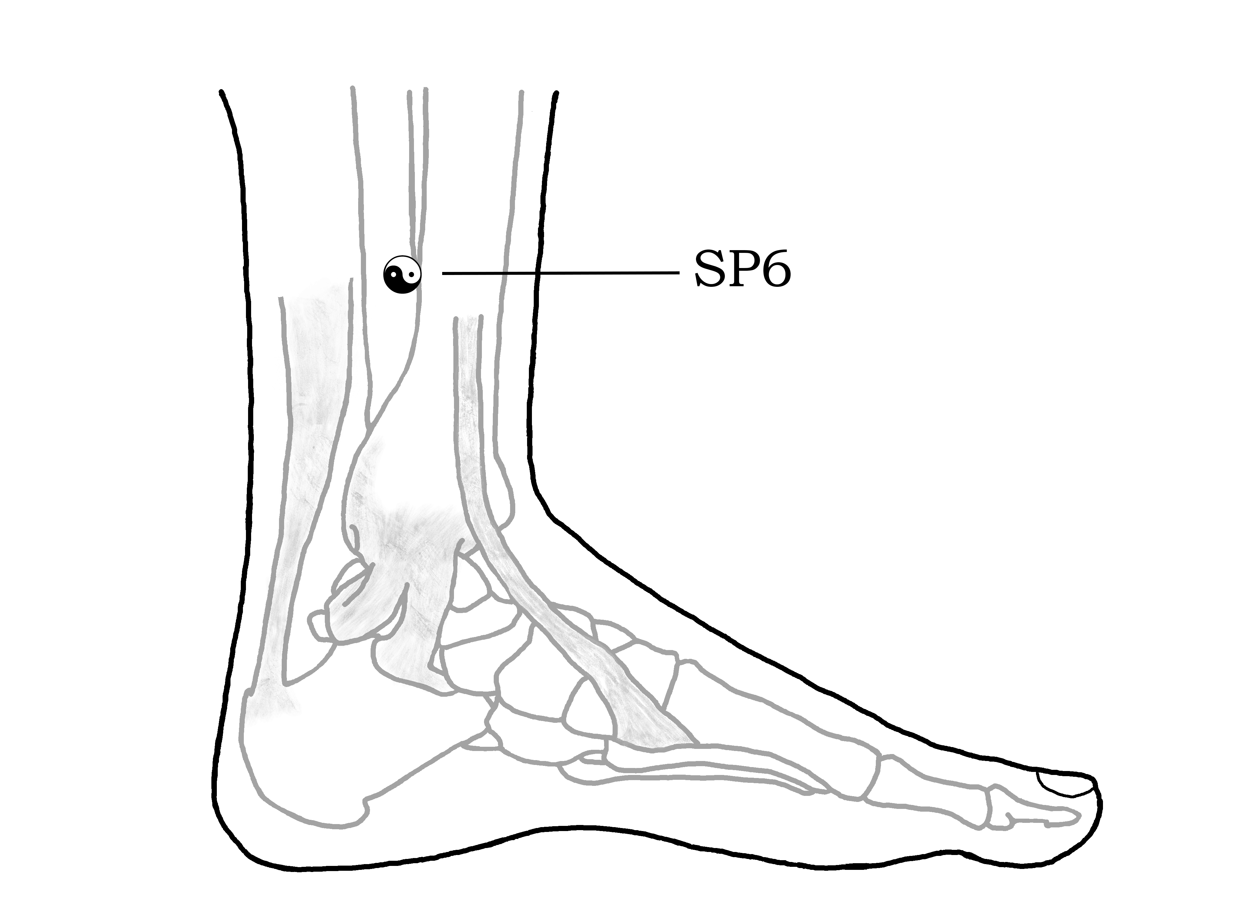 Drawing of SanYinJiao - SP6